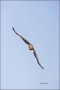 White-tailed-Eagle;White-tailed-Sea-Eagle;Sea-Eagle;Haliaeetus-albicilla;Japan;b